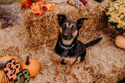 Lucy, a brown-black dog, posing at at The Shoppes at Grand Prairie in Peoria, IL