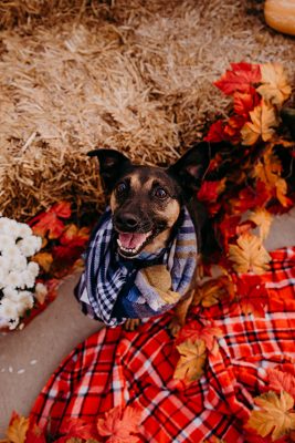 Lucy, a dog, in a scarf at The Shoppes at Grand Prairie in Peoria, IL