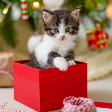 Pet-Photos-Holi-63-Event-375x375 Kitten under Christmas tree in a red box